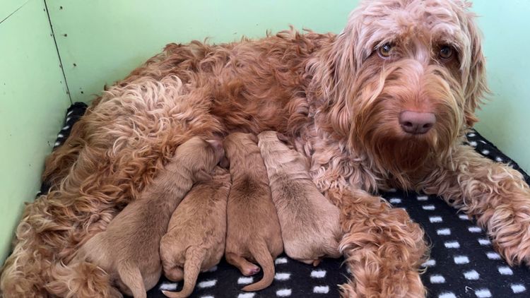 Grover’s Groodles