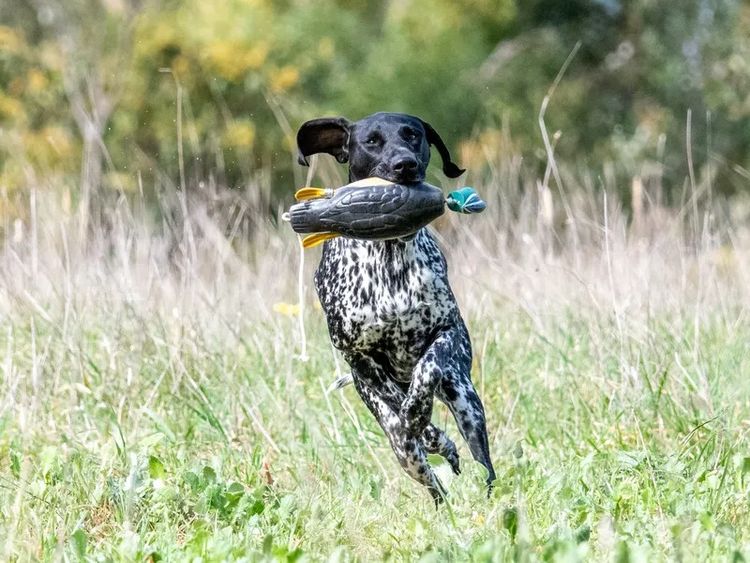 Noble Kennels German Shorthaired Pointer