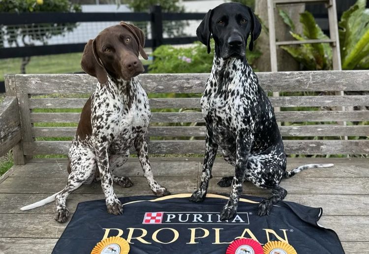 Noble Kennels German Shorthaired Pointer