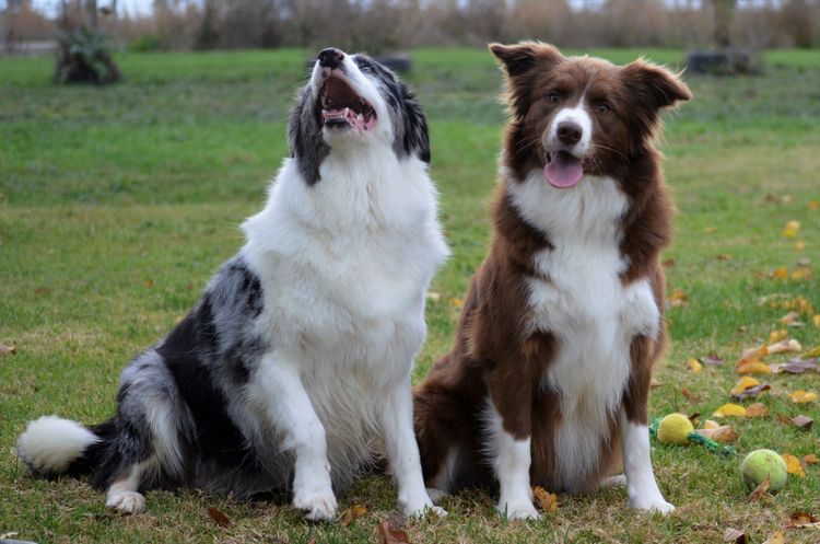 Redrobiena Border Collies