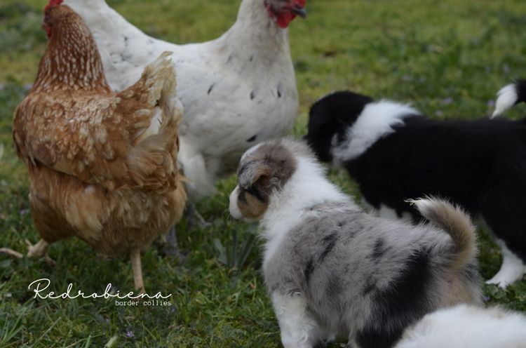 Redrobiena Border Collies