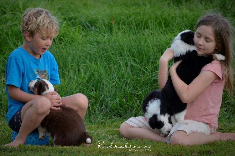 Redrobiena Border Collies