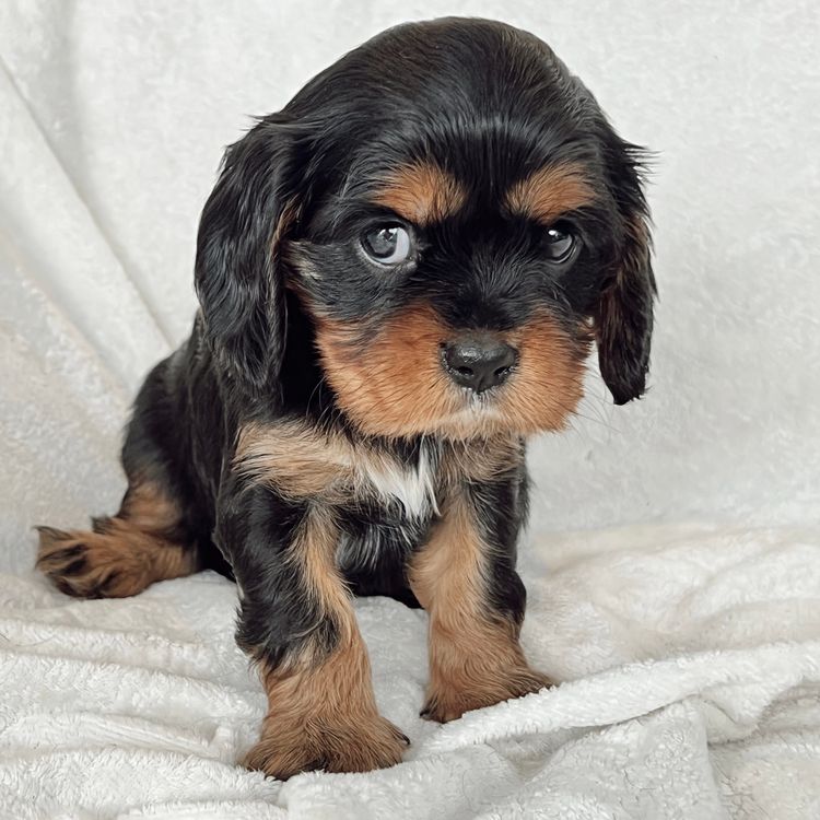 Chadash Cavaliers