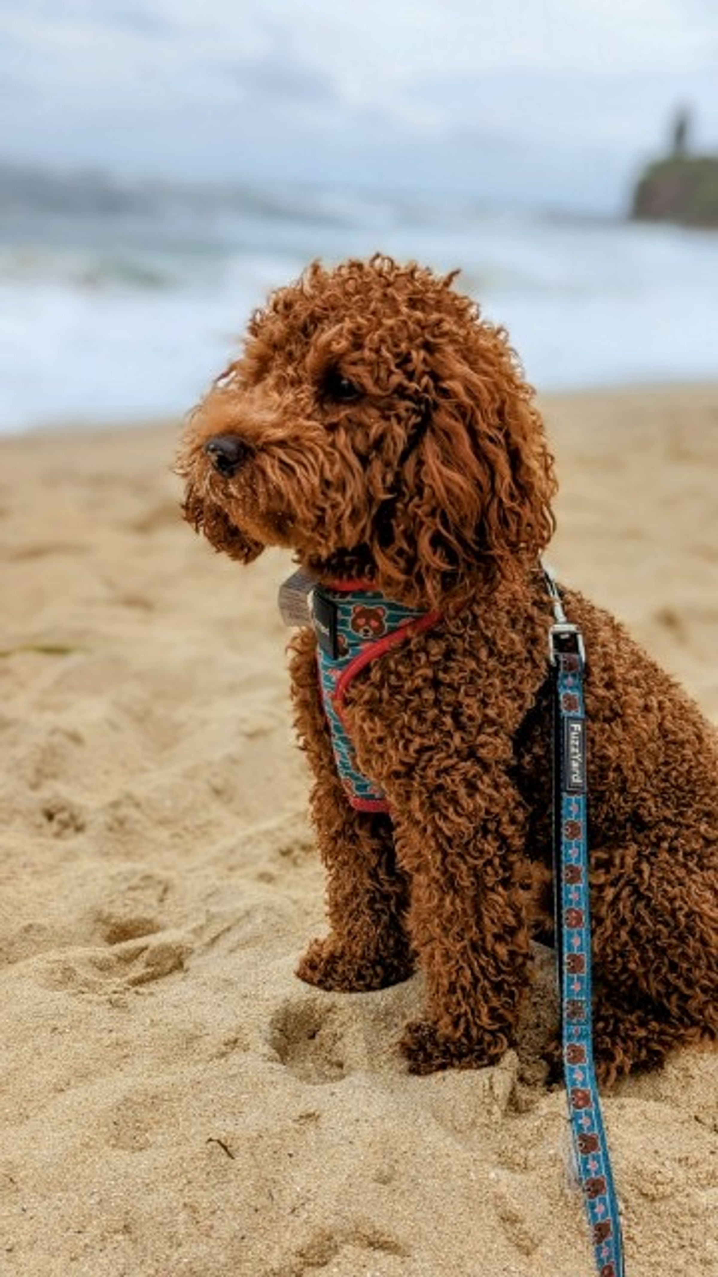 Brisbane Poodle Puppies, responsible breeder in Queensland RightPaw