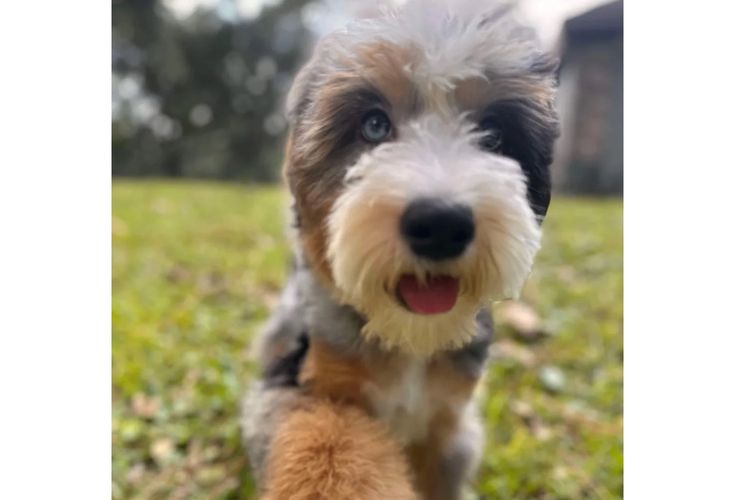 Bernedoodles WA - Apache Park