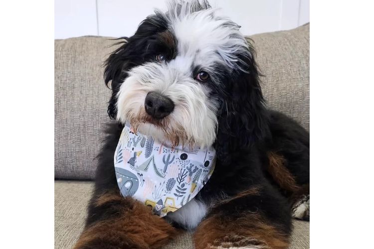 Bernedoodles WA - Apache Park