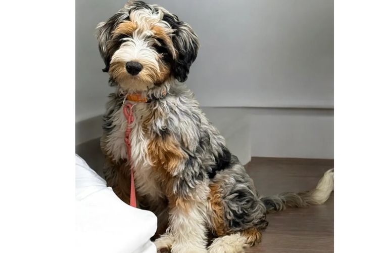 Bernedoodles WA - Apache Park