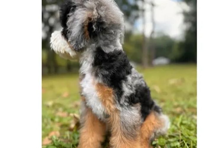 Bernedoodles WA - Apache Park