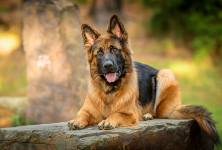 Ashaco - German Shepherds (ANKC)