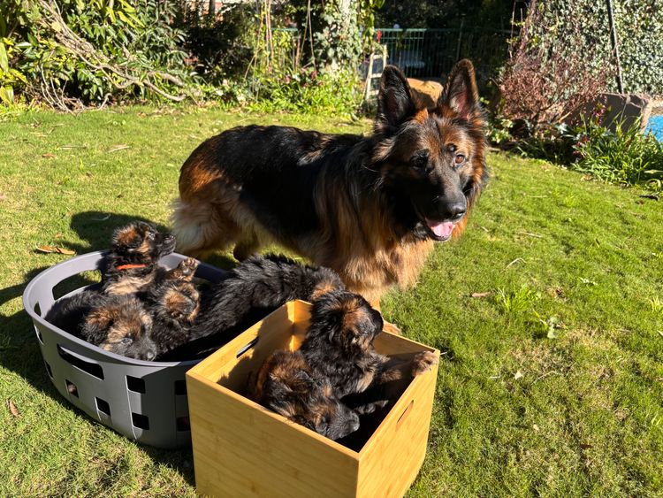 Ashaco - German Shepherds (ANKC)