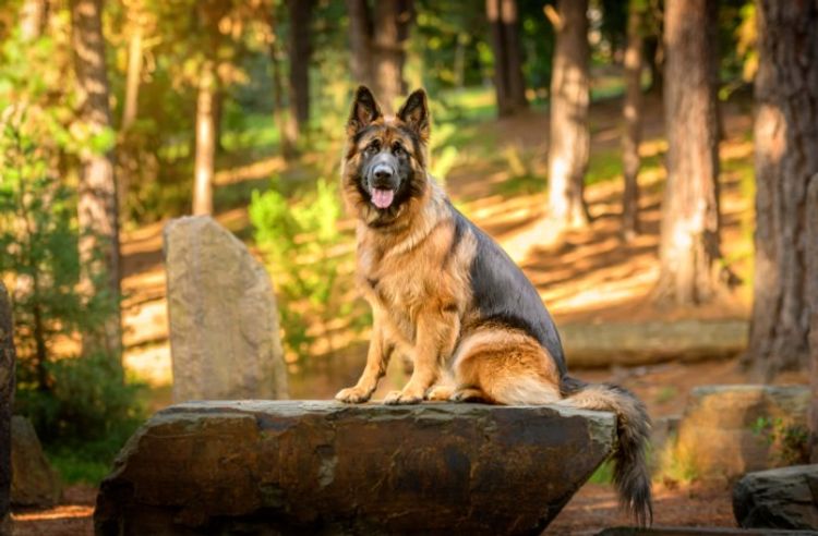 Ashaco - German Shepherds (ANKC)