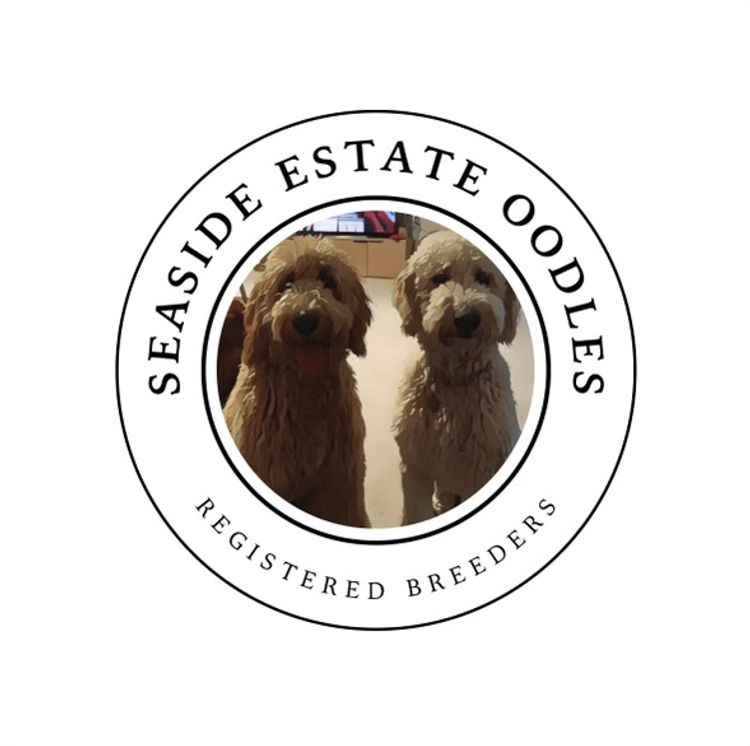 Seaside Estate Oodles - Cavoodles
