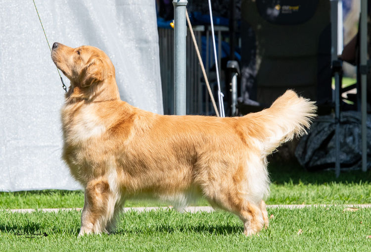 GoldMartini Goldens