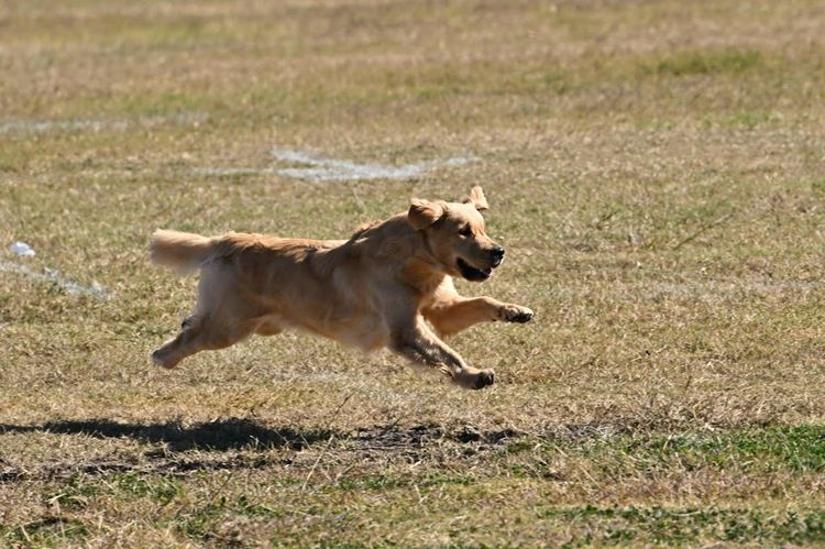 GoldMartini Goldens
