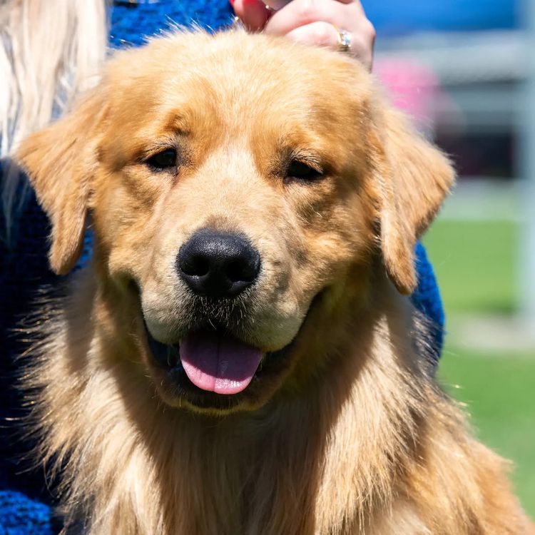 GoldMartini Goldens