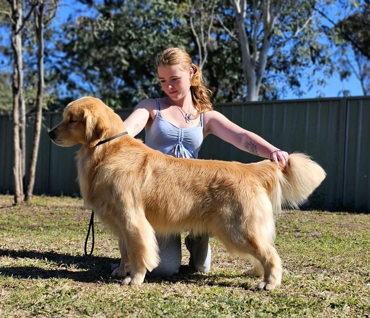 GoldMartini Goldens