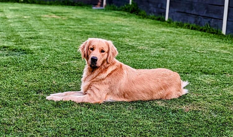 GoldMartini Goldens