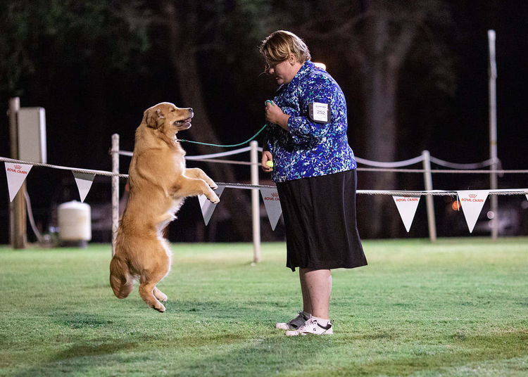 GoldMartini Goldens