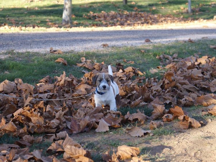 Riverlands Jack Russell Terriers