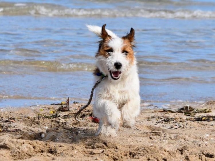 Riverlands Jack Russell Terriers