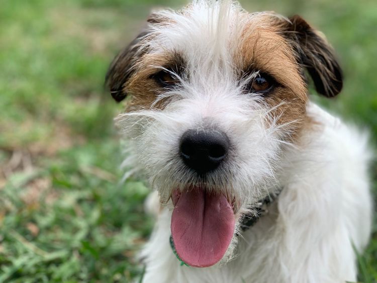 Riverlands Jack Russell Terriers