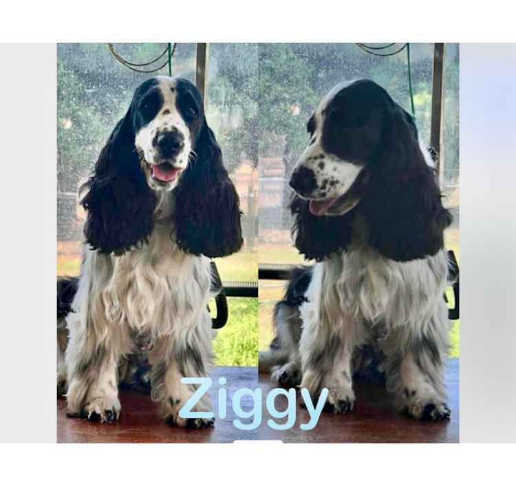 Splendid Spaniels