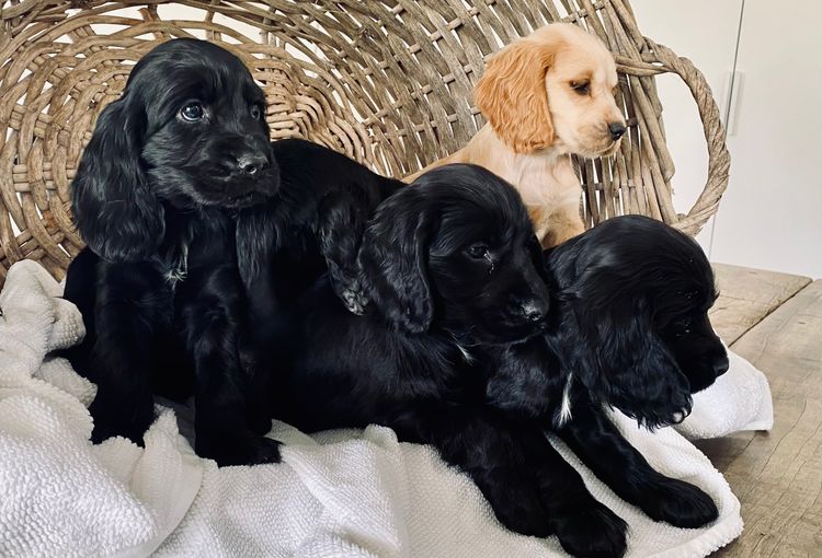 Broriver Cocker Spaniels