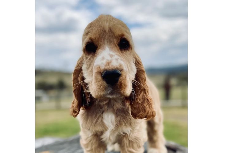 Broriver Cocker Spaniels