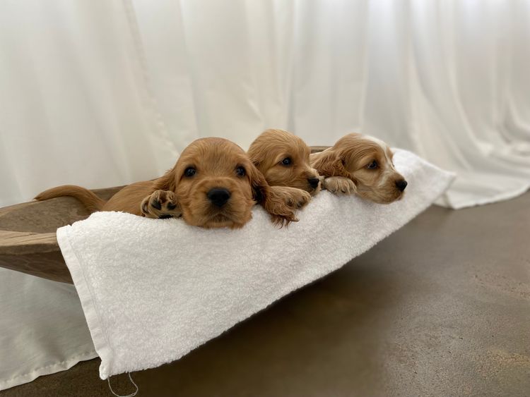 Broriver Cocker Spaniels