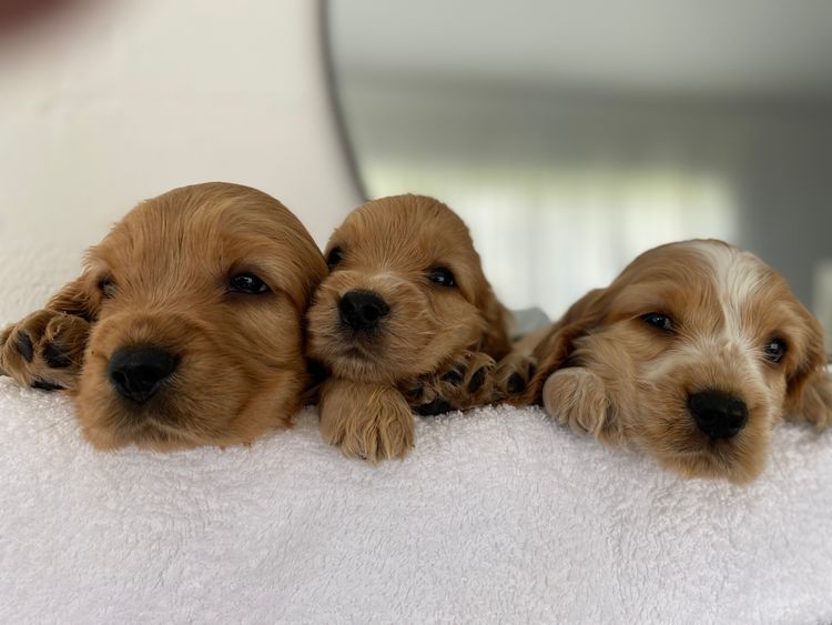 Broriver Cocker Spaniels