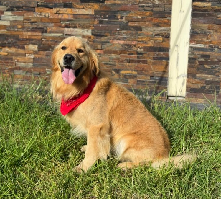 Sunny Banks Golden Retrievers