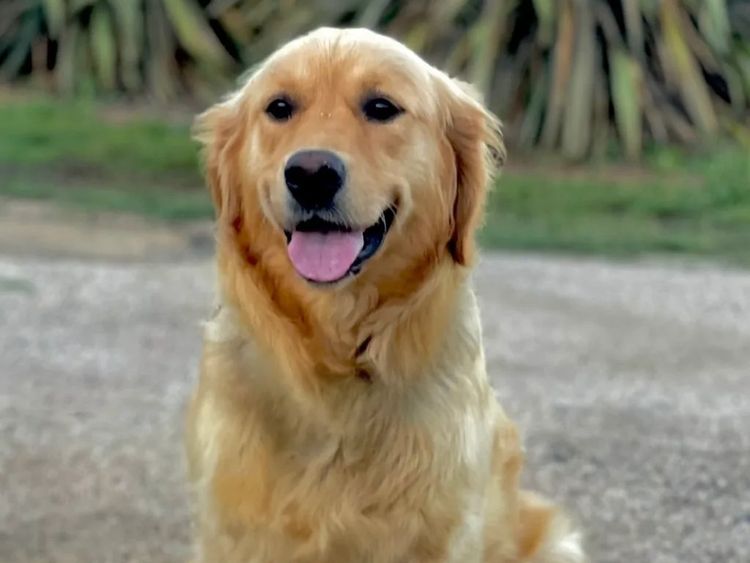 Sunny Banks Golden Retrievers