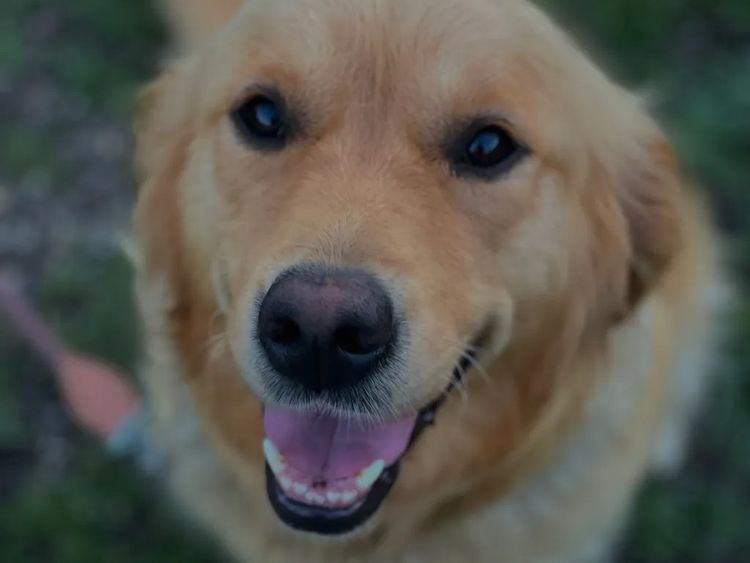 Sunny Banks Golden Retrievers