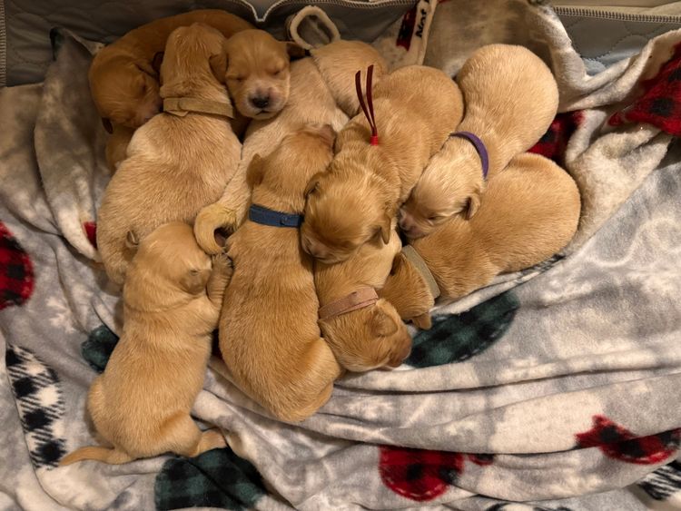 Sunny Banks Golden Retrievers