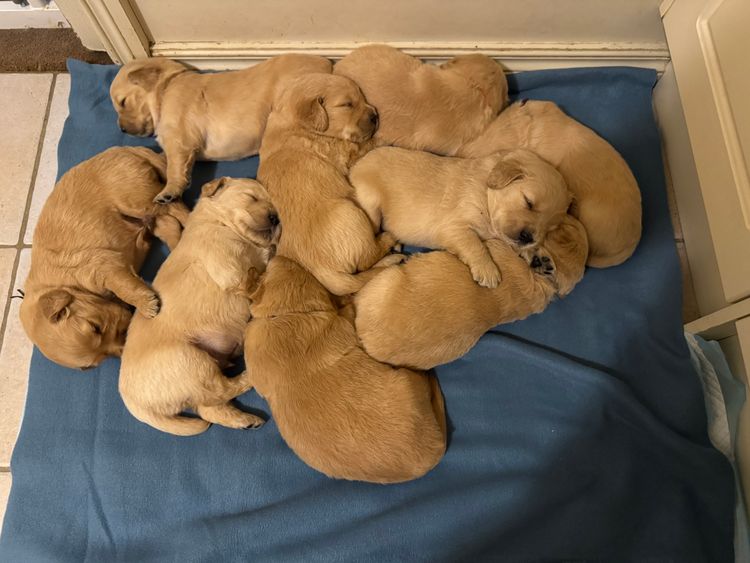 Sunny Banks Golden Retrievers