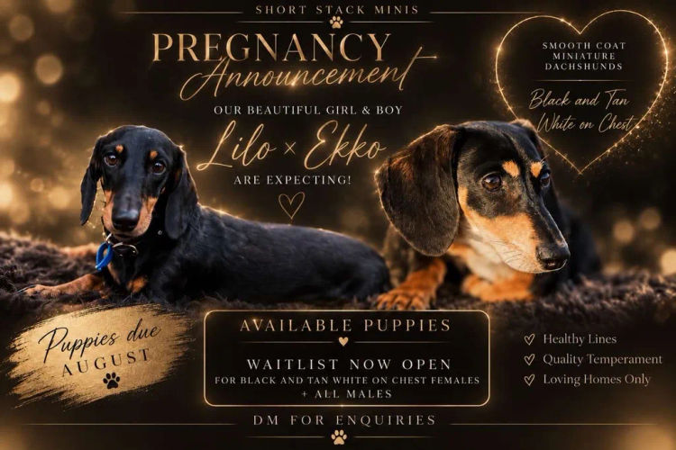 Short Stack Minis - Miniature Dachshunds