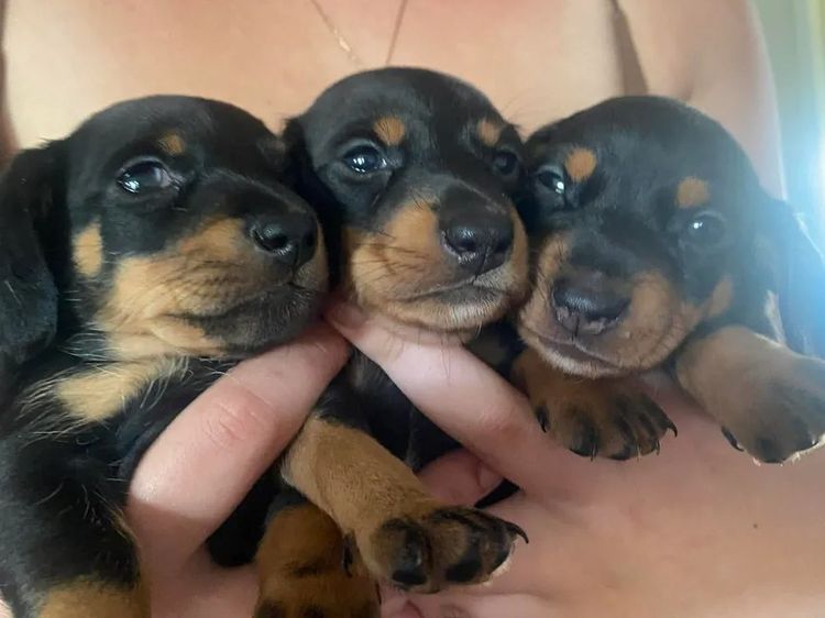 Short Stack Minis - Miniature Dachshunds