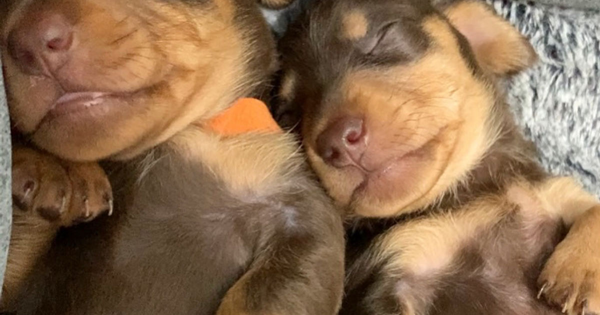 Mini Wiener Dogs Kotara, responsible breeder in New South Wales RightPaw