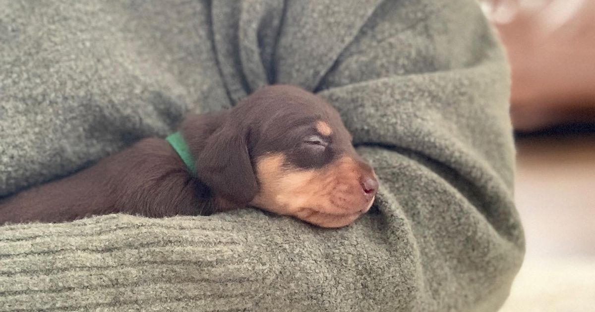 Mini Wiener Dogs Kotara, responsible breeder in New South Wales RightPaw