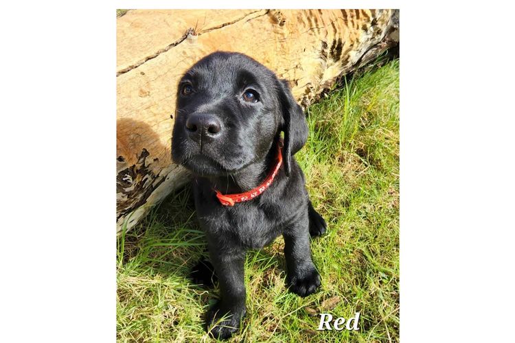 Pawters Patch Labrador Retrievers