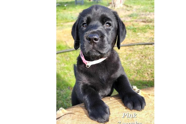 Pawters Patch Labrador Retrievers