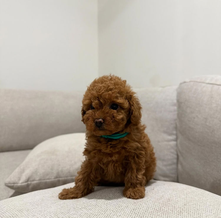 Toy Poodles by PuppyLove BNE
