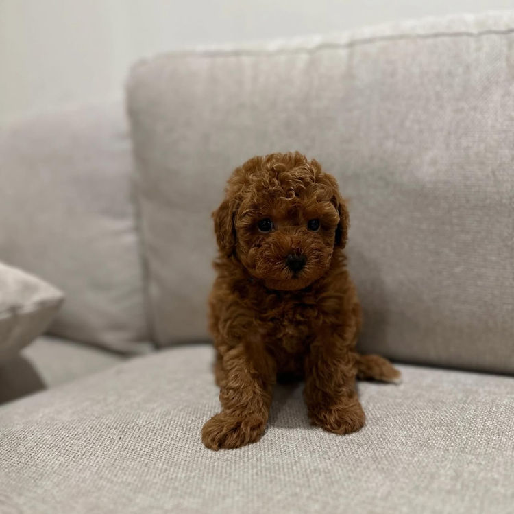 Toy Poodles by PuppyLove BNE