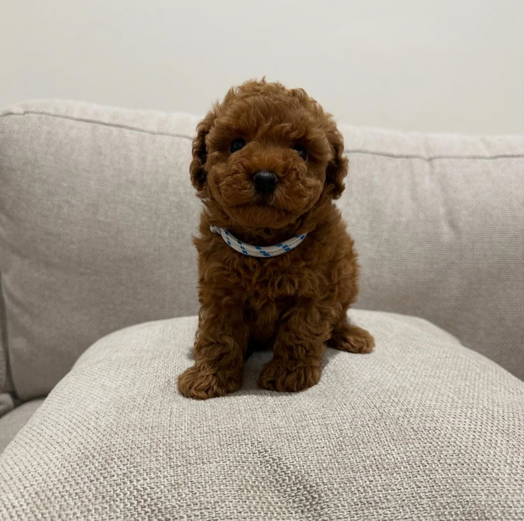Toy Poodles by PuppyLove BNE