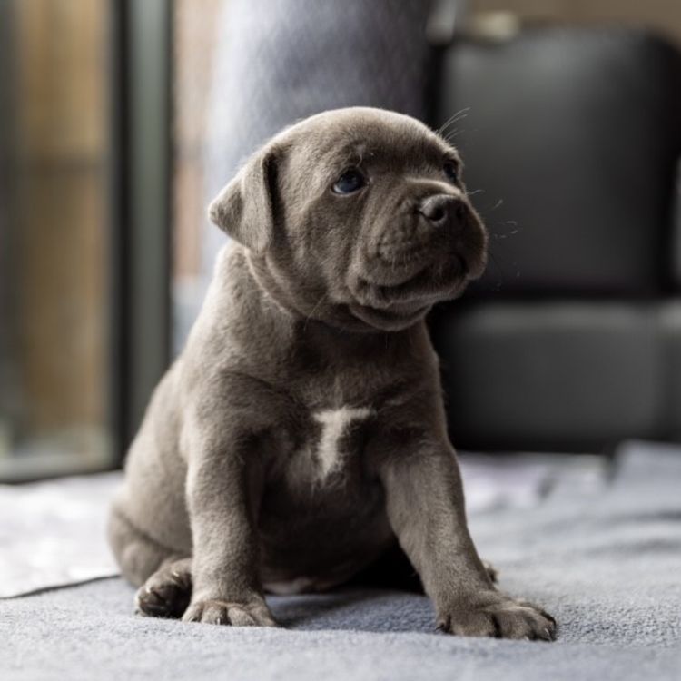 Blue Valor Staffies