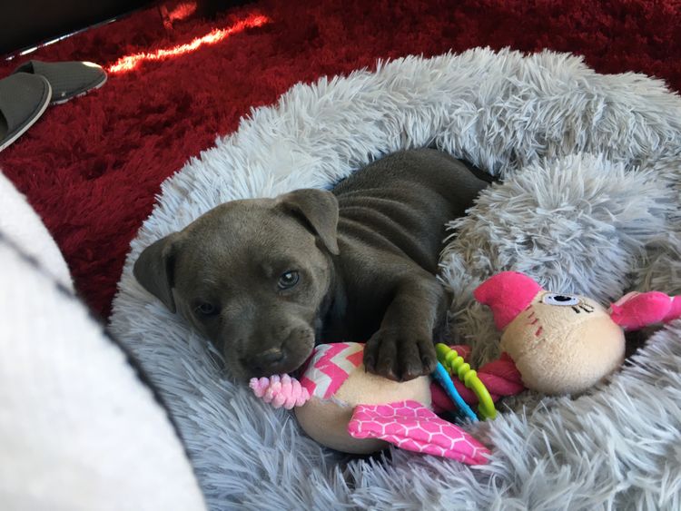 Blue Valor Staffies