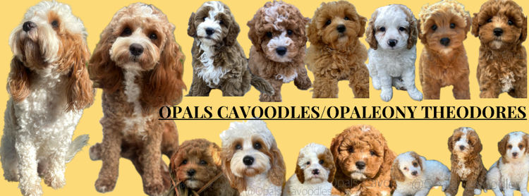 Opals Cavoodles/Theodores