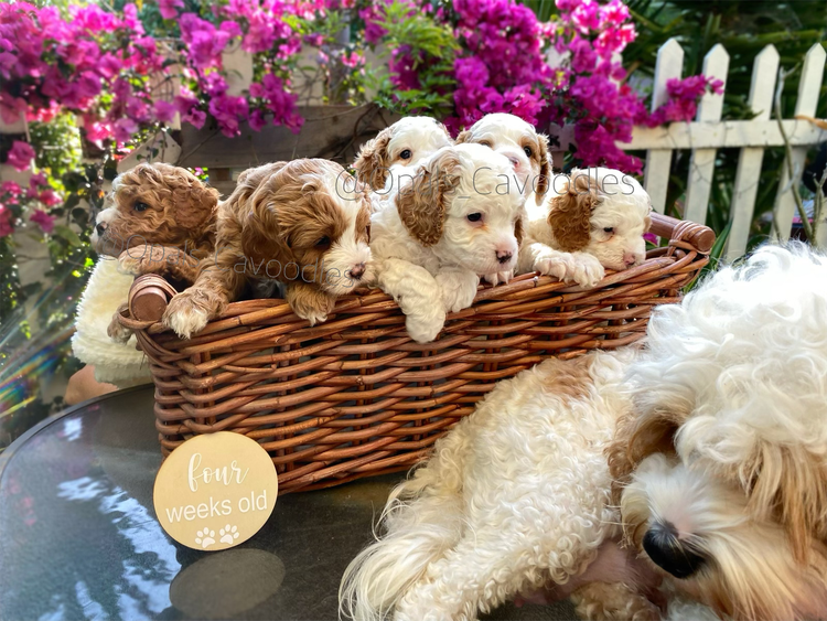 Opals Cavoodles/Theodores
