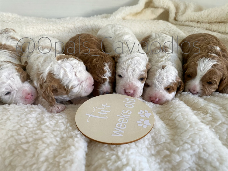 Opals Cavoodles/Theodores