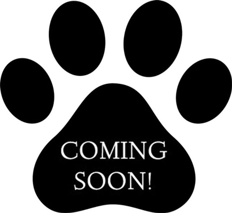 Cavoodles & Oodles Quarters - Toy Poodles